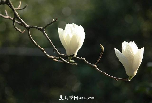 紫玉蘭、白玉蘭、二喬玉蘭、飛黃玉蘭、廣玉蘭等玉蘭怎么分辨？(圖2)