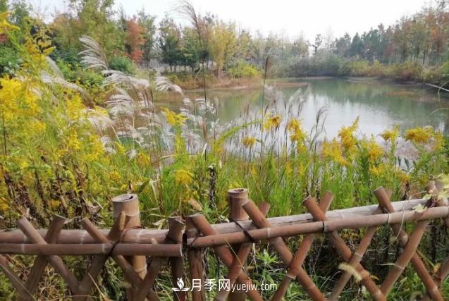 草木人間，霜降來臨，黃鶯花盛開(圖1)