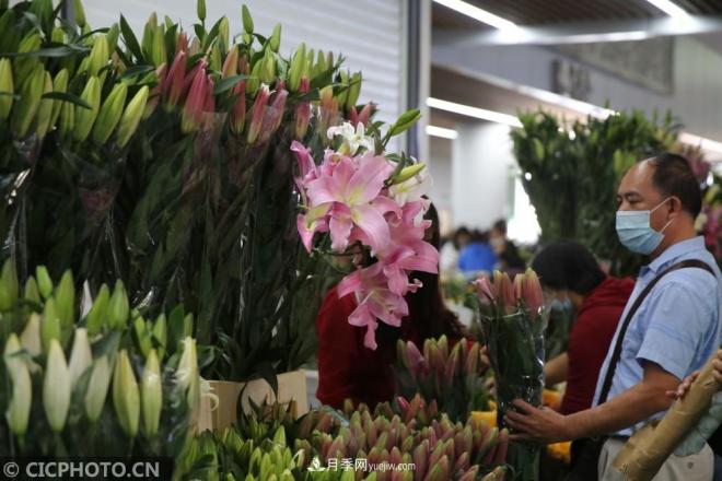 云南昆明：長假“帶火”花卉經濟(圖2)
