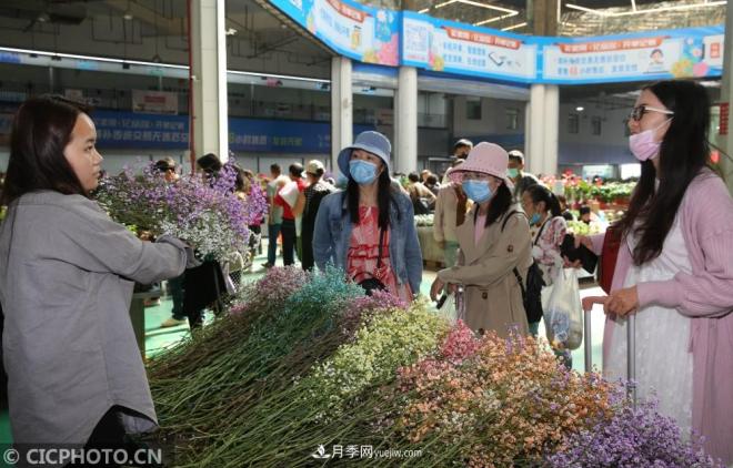 云南昆明：長假“帶火”花卉經濟(圖3)