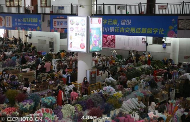 云南昆明：長假“帶火”花卉經濟(圖4)