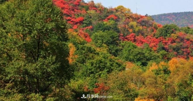 河南五個綠色“海洋”，在20度的森林中呼吸，讓你流連忘返(圖5)