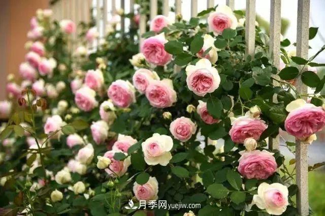 耐看的10種月季：非常養(yǎng)眼，你養(yǎng)過幾種(圖2)