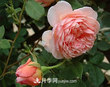 耐看的10種月季：非常養(yǎng)眼，你養(yǎng)過幾種(圖8)
