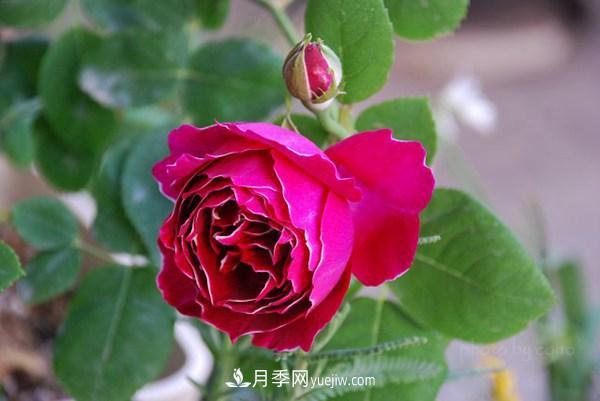 耐看的10種月季：非常養(yǎng)眼，你養(yǎng)過幾種(圖5)