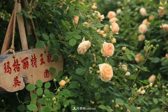 耐看的10種月季：非常養(yǎng)眼，你養(yǎng)過幾種(圖3)