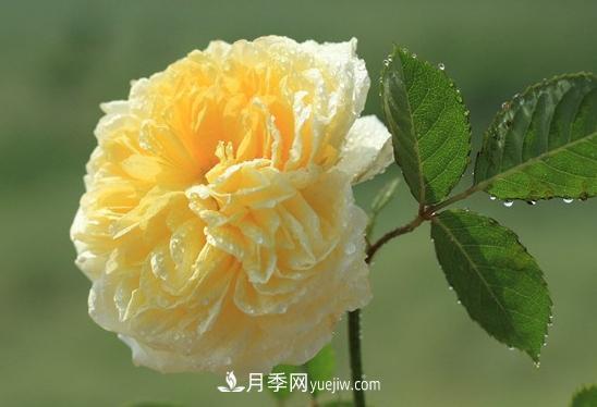 耐看的10種月季：非常養(yǎng)眼，你養(yǎng)過幾種(圖9)