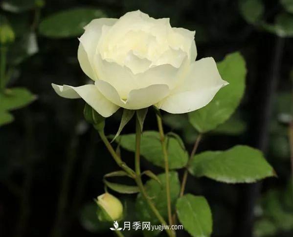 耐看的10種月季：非常養(yǎng)眼，你養(yǎng)過幾種(圖10)