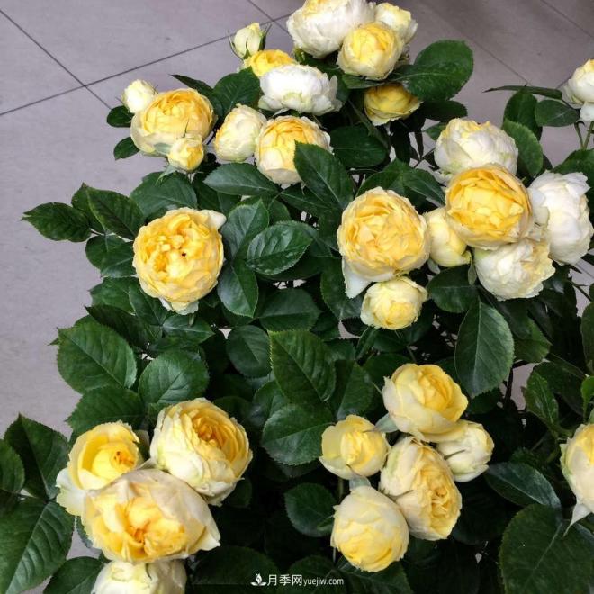 非?！扒趭^”的4個(gè)月季品種，1年開花不斷，關(guān)鍵抗病性好(圖3)