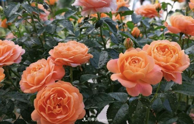 非?！扒趭^”的4個(gè)月季品種，1年開花不斷，關(guān)鍵抗病性好(圖2)