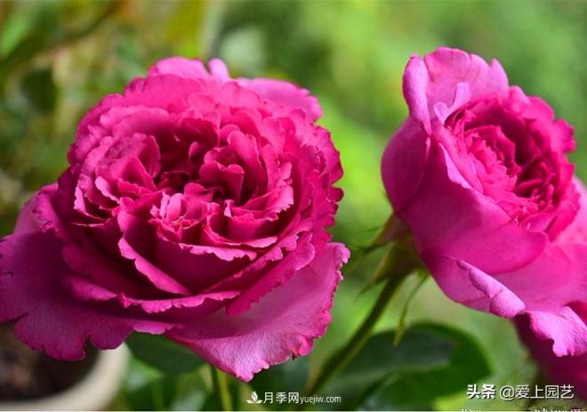 無(wú)伊芙不月季，哪種伊芙月季***值得入手？(圖3)