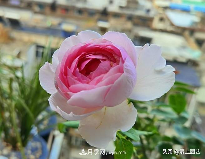 無(wú)伊芙不月季，哪種伊芙月季***值得入手？(圖2)