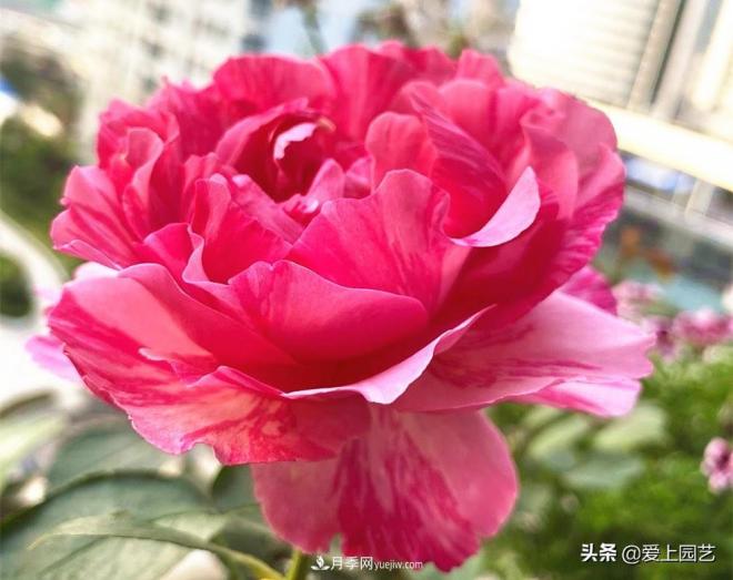 無(wú)伊芙不月季，哪種伊芙月季***值得入手？(圖4)