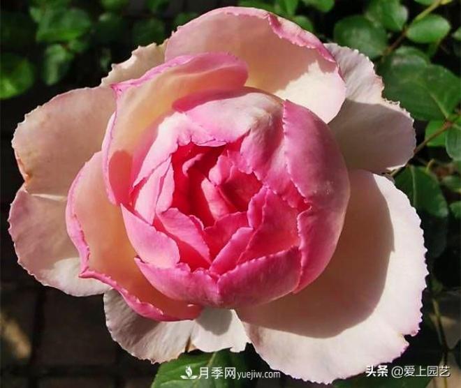無(wú)伊芙不月季，哪種伊芙月季***值得入手？(圖5)