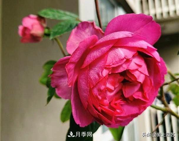 無(wú)伊芙不月季，哪種伊芙月季***值得入手？(圖8)