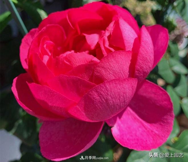 無(wú)伊芙不月季，哪種伊芙月季***值得入手？(圖7)