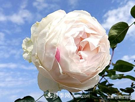 無(wú)伊芙不月季，哪種伊芙月季***值得入手？(圖10)