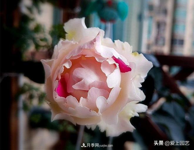 無(wú)伊芙不月季，哪種伊芙月季***值得入手？(圖9)