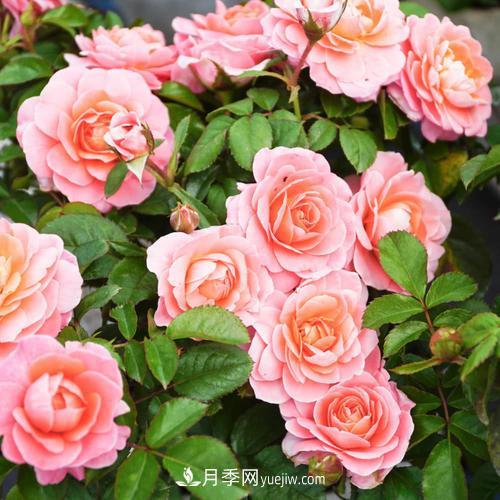 盆栽月季，我選3種，花朵超仙，一開花就驚艷了時光！(圖1)