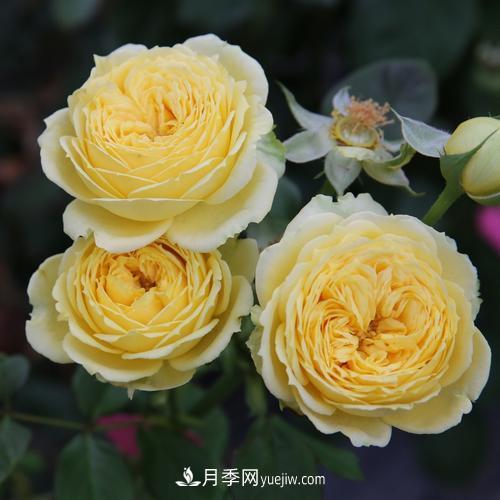 盆栽月季，我選3種，花朵超仙，一開花就驚艷了時光！(圖3)