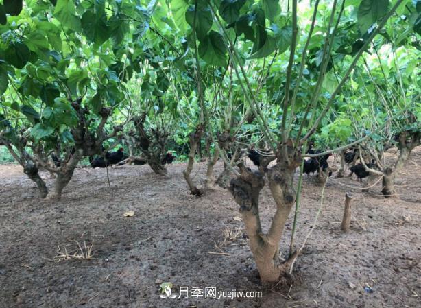七彩月季、林下養(yǎng)雞……陜西石泉薩索農場念活了“生態(tài)經”(圖1)