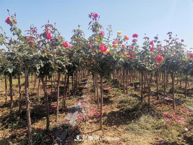 怎么快速培養(yǎng)山東濟(jì)南樹狀月季？(圖1)