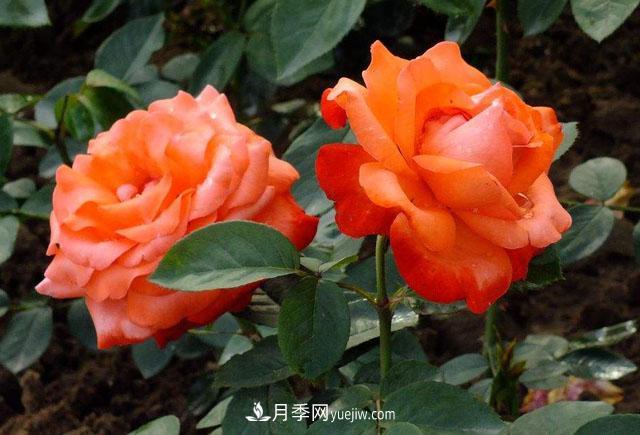 月季花的施肥方法是什么？(圖1)