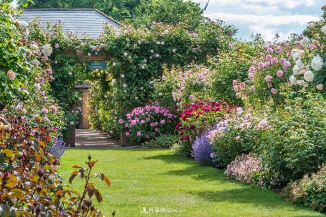 玫瑰月季薔薇，傻傻地分不清——從《花鏡》到歐月流行(圖1)
