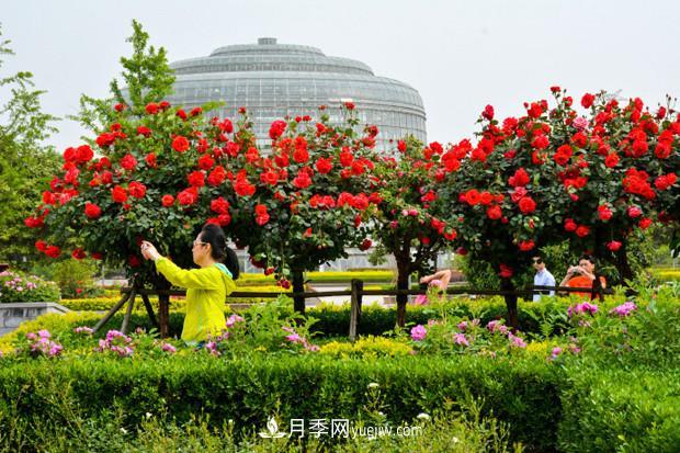 園林綠化的必選樹種，為何能夠在彩葉苗木市場(chǎng)中持續(xù)走俏？(圖3)