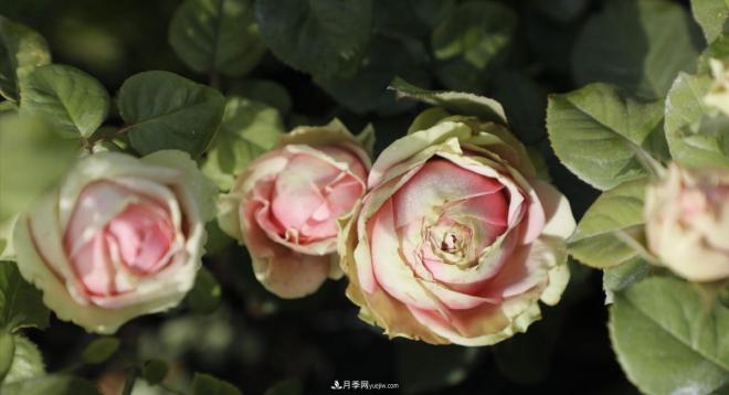推薦15個受歡迎的月季品種，其實它們都有優(yōu)點缺點(圖6)