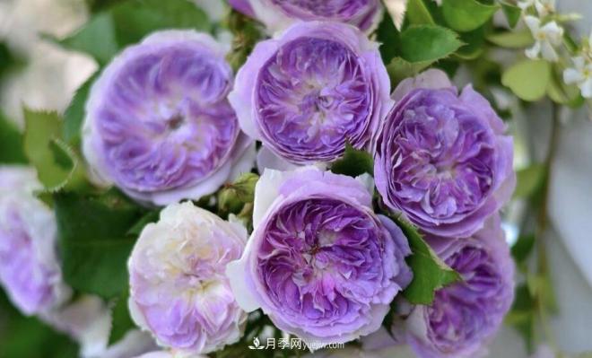 推薦15個受歡迎的月季品種，其實它們都有優(yōu)點缺點(圖13)