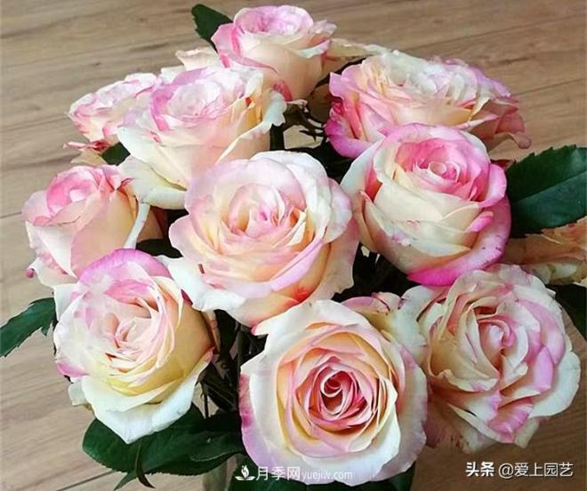 熱門月季品種已經(jīng)看膩了，不妨養(yǎng)幾棵小眾月季換個風(fēng)景(圖1)
