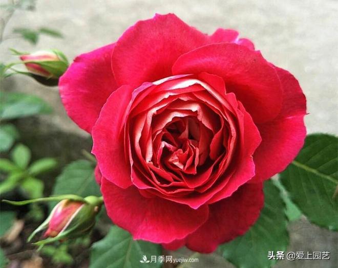 熱門月季品種已經(jīng)看膩了，不妨養(yǎng)幾棵小眾月季換個風(fēng)景(圖2)