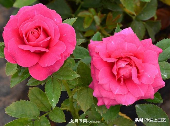 熱門月季品種已經(jīng)看膩了，不妨養(yǎng)幾棵小眾月季換個風(fēng)景(圖3)
