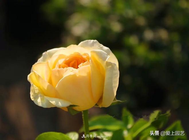 熱門月季品種已經(jīng)看膩了，不妨養(yǎng)幾棵小眾月季換個風(fēng)景(圖4)