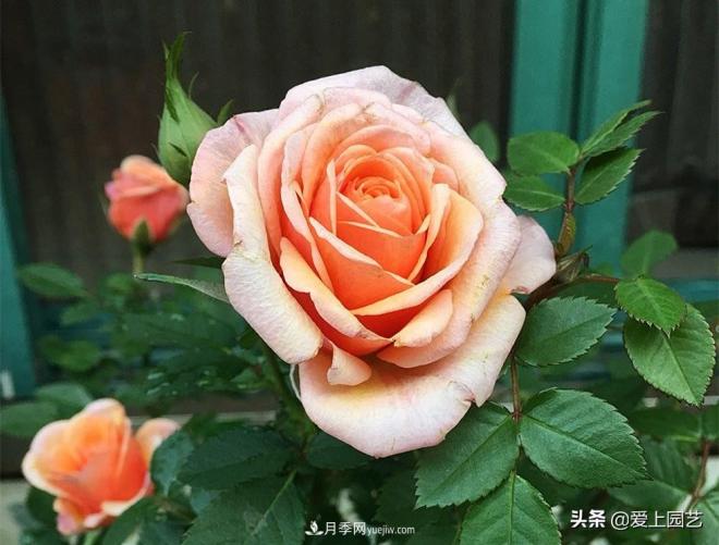 熱門月季品種已經(jīng)看膩了，不妨養(yǎng)幾棵小眾月季換個風(fēng)景(圖5)