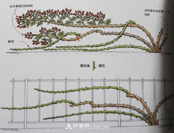月季冬剪好還是春剪好？南北有區(qū)別，一起來學(xué)習(xí)吧(圖3)