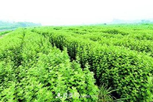 我的南陽(yáng) 全國(guó)超50%的艾草制品來(lái)自南陽(yáng)(圖1)