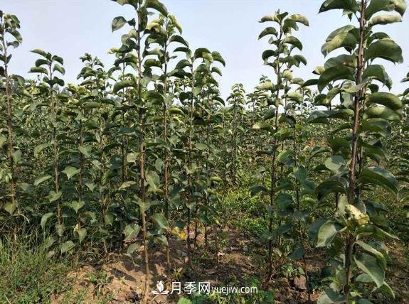 南陽市內(nèi)鄉(xiāng)桃樹苗梨樹苗批發(fā)基地(圖1)