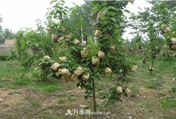 南陽市內(nèi)鄉(xiāng)桃樹苗梨樹苗批發(fā)基地(圖2)