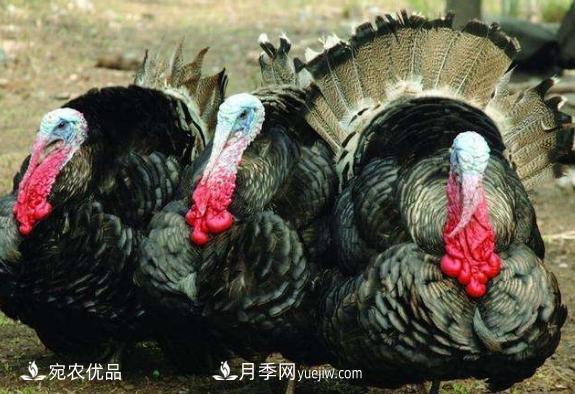 河南南陽(yáng)珍禽火雞養(yǎng)殖合作社批發(fā)(圖1)