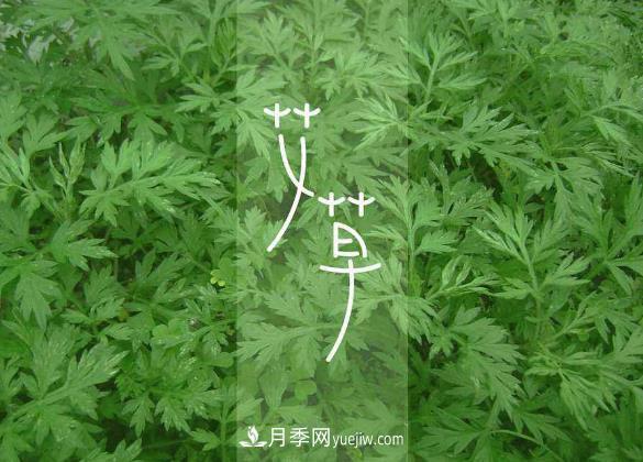 南陽艾草種植有哪些養(yǎng)護(hù)要點(圖1)