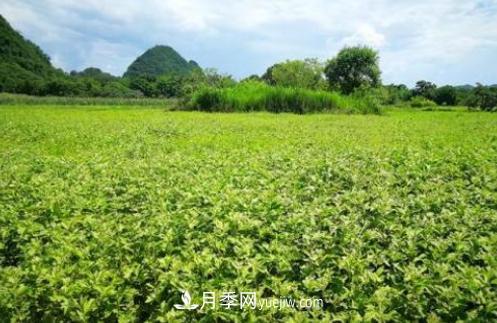南召縣石門(mén)鄉(xiāng)竹園村 艾草產(chǎn)業(yè)鏈富了眾鄉(xiāng)鄰(圖1)