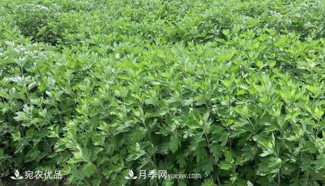 南陽(yáng)艾草種植技術(shù)，種植前景如何？艾根批發(fā)(圖1)
