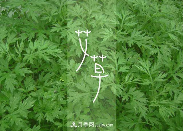 占據(jù)全國50%以上市場 南陽艾草產(chǎn)業(yè)如何培育品牌？(圖1)