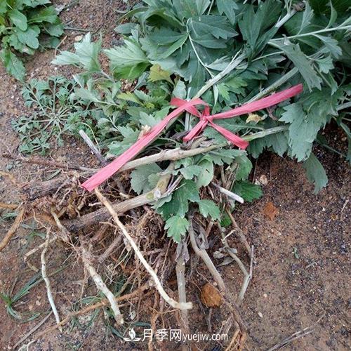 南陽艾草種植年產(chǎn)值達(dá)數(shù)億元 宛艾艾根艾苗專供在這里(圖2)