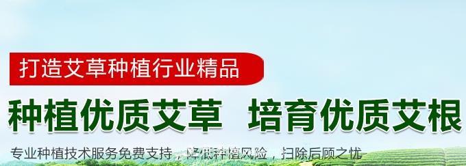 南陽艾草種植年產(chǎn)值達(dá)數(shù)億元 宛艾艾根艾苗專供在這里(圖3)