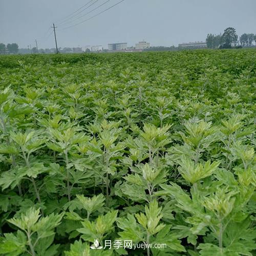 南陽艾草種植年產(chǎn)值達(dá)數(shù)億元 宛艾艾根艾苗專供在這里(圖1)