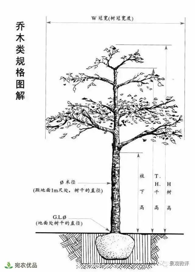 南陽(yáng)月季苗木行業(yè)專(zhuān)業(yè)術(shù)語(yǔ)大全，你知多少？?jī)?nèi)容太多(圖3)
