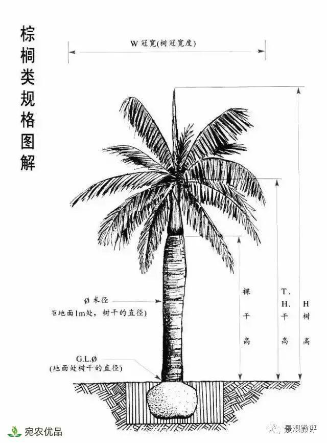 南陽(yáng)月季苗木行業(yè)專(zhuān)業(yè)術(shù)語(yǔ)大全，你知多少？?jī)?nèi)容太多(圖5)